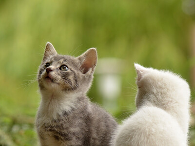 Tierarztpraxis Dr. med. vet. Leonhard Bauer