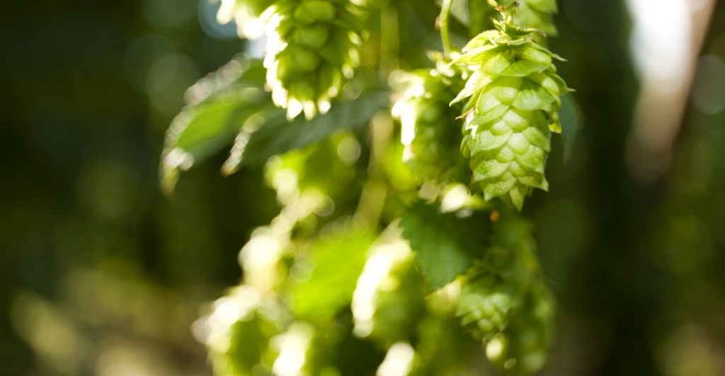 Hopfen als ganzhähriges Symbol und Indikator der Vorfreude | © Klaus Dobmaier, Photogilde Aventin eV