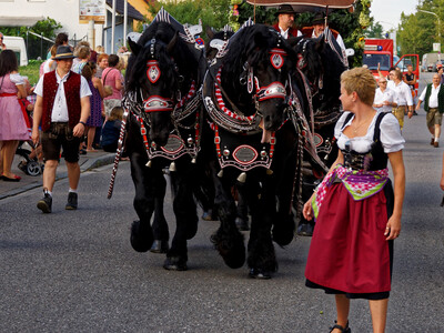 Brauereigespann von vorne mit Begleitern während des Gillamoos-Auszugs 2016 | © Anton Scherübl, Photogilde Aventin eV
