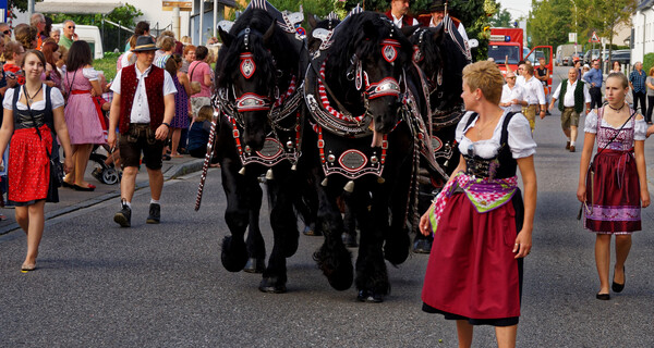 Brauereigespann von vorne mit Begleitern während des Gillamoos-Auszugs 2016 | © Anton Scherübl, Photogilde Aventin eV