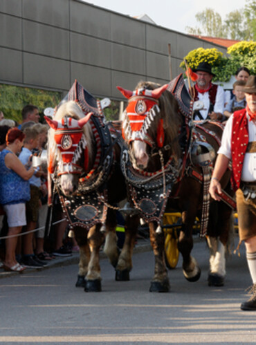 Pferdegespann am Gillamoos-Auszug | © Scherübl