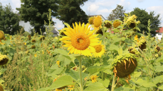 "Enkeltauglich leben"-Workshop