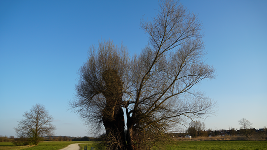 Angezündeter Baum: Belohnung auf Hinweise