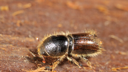 Waldbesitzer aufgepasst: Borkenkäfer schwärmt aus