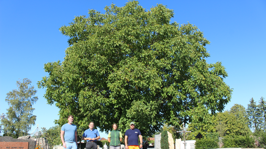 Walnussbaum: Krone wird eingekürzt